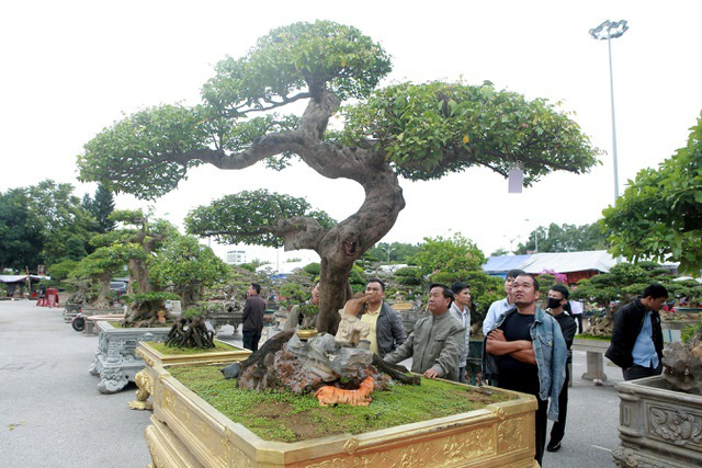 Bắc Ninh: Sửng sốt với cây khế cổ có giá 5 tỷ đồng - Ảnh 2.