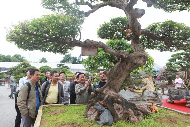 Bắc Ninh: Sửng sốt với cây khế cổ có giá 5 tỷ đồng - Ảnh 4.
