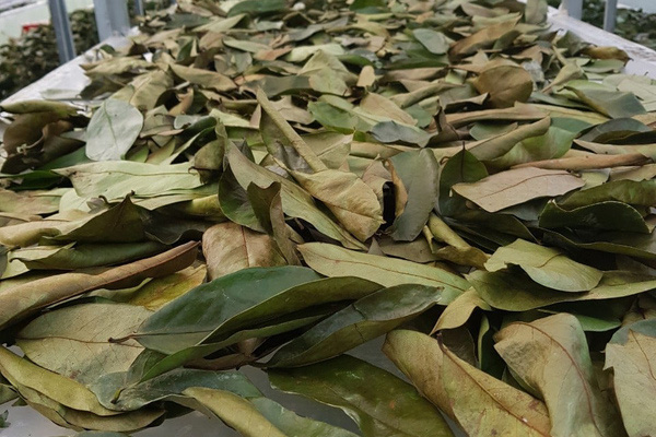 Đặc sản lạ Sóc Trăng: Loại trà không làm từ cây chè, giá 1 triệu/kg - Ảnh 6.