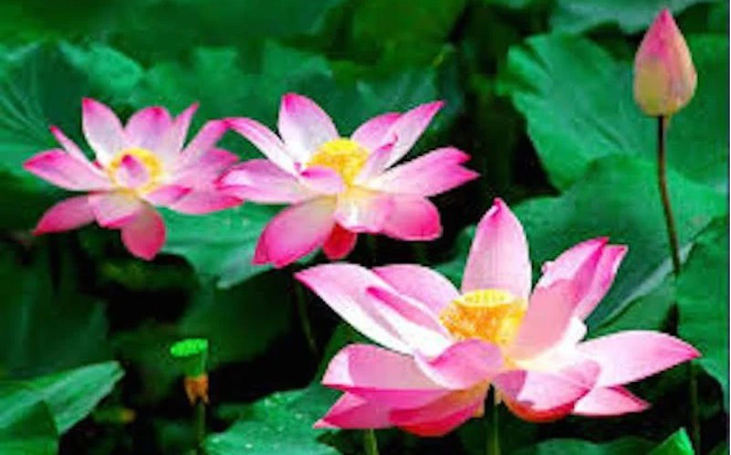 Đặt 5 loại cây này trong nhà vào 3 tháng cuối năm, vận may cứ đổ về ầm ầm - Ảnh 1. Đặt 5 loại cây này trong nhà vào 3 tháng cuối năm, vận may cứ đổ về ầm ầm - Ảnh 1.