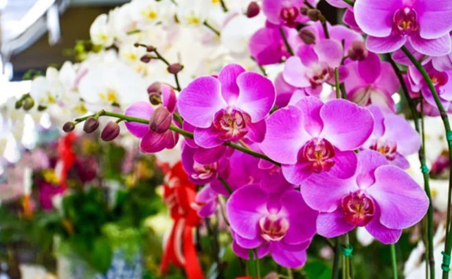 Đặt 5 loại cây này trong nhà vào 3 tháng cuối năm, vận may cứ đổ về ầm ầm - Ảnh 2. Đặt 5 loại cây này trong nhà vào 3 tháng cuối năm, vận may cứ đổ về ầm ầm - Ảnh 2.