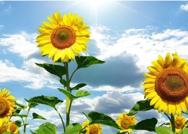 Đặt 5 loại cây này trong nhà vào 3 tháng cuối năm, vận may cứ đổ về ầm ầm - Ảnh 3. Đặt 5 loại cây này trong nhà vào 3 tháng cuối năm, vận may cứ đổ về ầm ầm - Ảnh 3.
