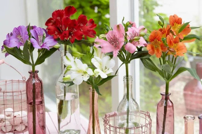 Đặt 5 loại cây này trong nhà vào 3 tháng cuối năm, vận may cứ đổ về ầm ầm - Ảnh 4. Đặt 5 loại cây này trong nhà vào 3 tháng cuối năm, vận may cứ đổ về ầm ầm - Ảnh 4.