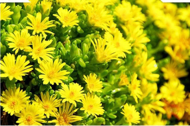Đặt 5 loại cây này trong nhà vào 3 tháng cuối năm, vận may cứ đổ về ầm ầm - Ảnh 5. Đặt 5 loại cây này trong nhà vào 3 tháng cuối năm, vận may cứ đổ về ầm ầm - Ảnh 5.