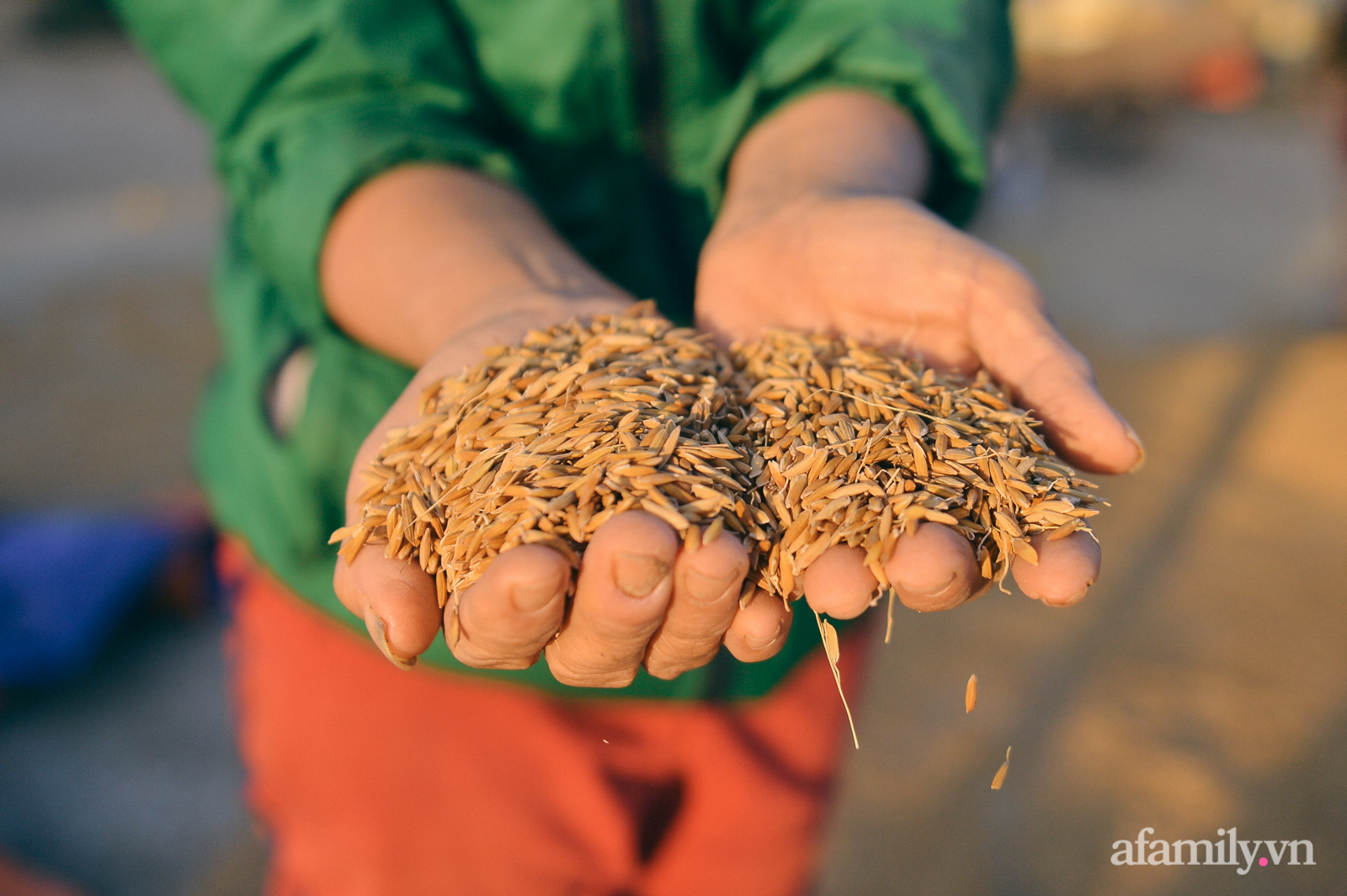 Ký ức người chết hụt trong trận “đại hồng thủy” 70 năm mới thấy một lần: Trải nghiệm cận tử của em bé 4 tuổi, 3 tấn thóc mọc mầm và tinh thần “còn da lông mọc, còn chồi lên cây” - Ảnh 14. Ký ức người chết hụt trong trận “đại hồng thủy” 70 năm mới thấy một lần: Trải nghiệm cận tử của em bé 4 tuổi, 3 tấn thóc mọc mầm và tinh thần “còn da lông mọc, còn chồi lên cây” - Ảnh 14.