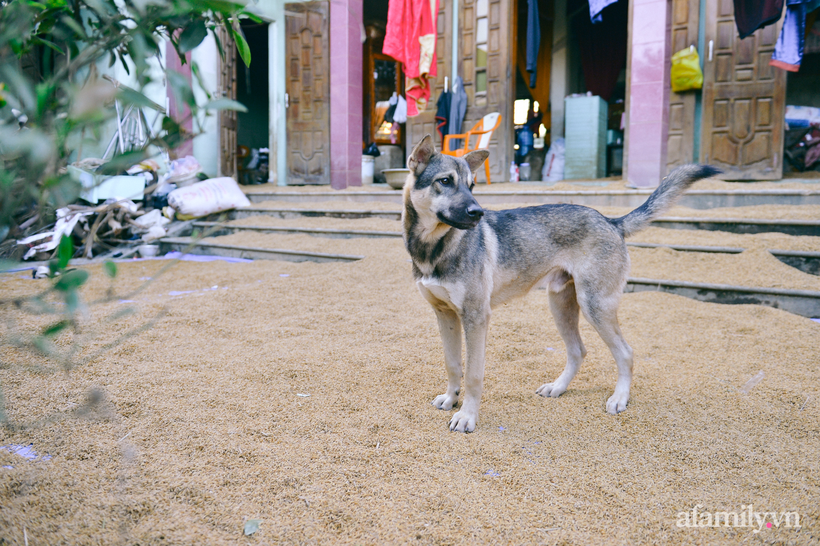 Ký ức người chết hụt trong trận “đại hồng thủy” 70 năm mới thấy một lần: Trải nghiệm cận tử của em bé 4 tuổi, 3 tấn thóc mọc mầm và tinh thần “còn da lông mọc, còn chồi lên cây” - Ảnh 9. Ký ức người chết hụt trong trận “đại hồng thủy” 70 năm mới thấy một lần: Trải nghiệm cận tử của em bé 4 tuổi, 3 tấn thóc mọc mầm và tinh thần “còn da lông mọc, còn chồi lên cây” - Ảnh 9.