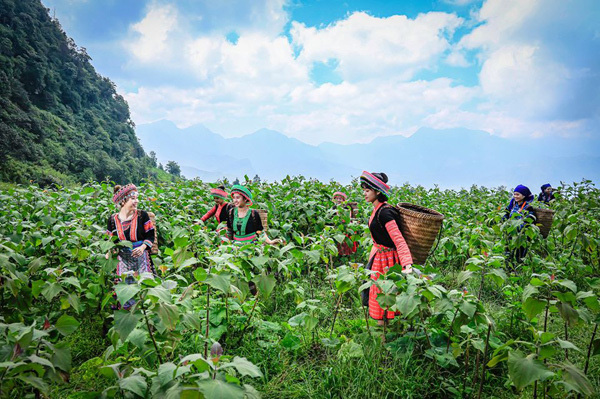 Vùng đất trồng thứ cây lạ lẫm, nhổ 1 gốc lên cả chùm củ, tên là sâm mà bán rẻ như khoai lang - Ảnh 1.