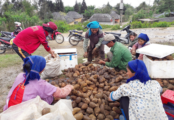 Vùng đất trồng thứ cây lạ lẫm, nhổ 1 gốc lên cả chùm củ, tên là sâm mà bán rẻ như khoai lang - Ảnh 2.