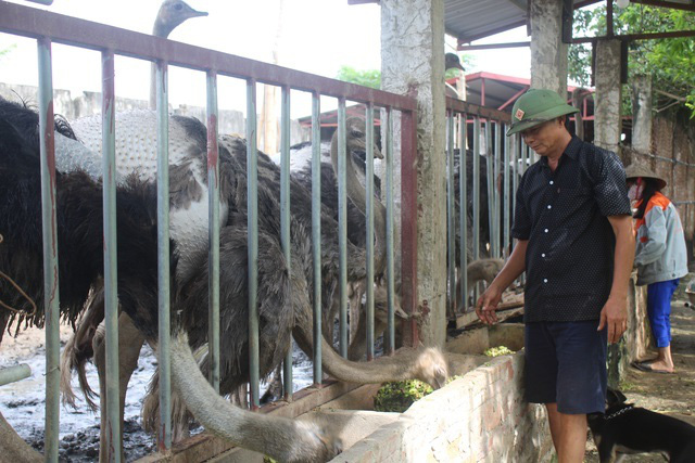 Đánh liều nuôi chim khổng lồ, lão nông không ngờ lãi 500 triệu đồng - Ảnh 2.