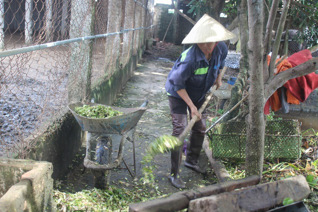 Đánh liều nuôi chim khổng lồ, lão nông không ngờ lãi 500 triệu đồng - Ảnh 3.