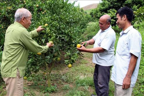 Phát huy vai trò của người cao tuổi trong giai đoạn mới - Ảnh 2.