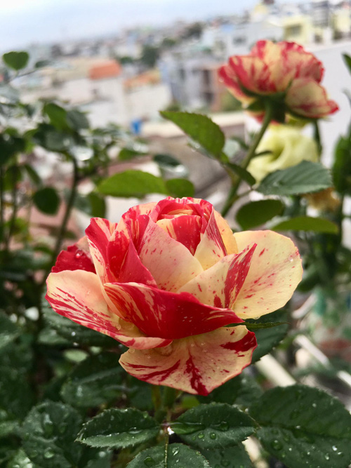 Vườn sân thượng quanh năm nở hoa của mẹ Sài Gòn - Ảnh 3.