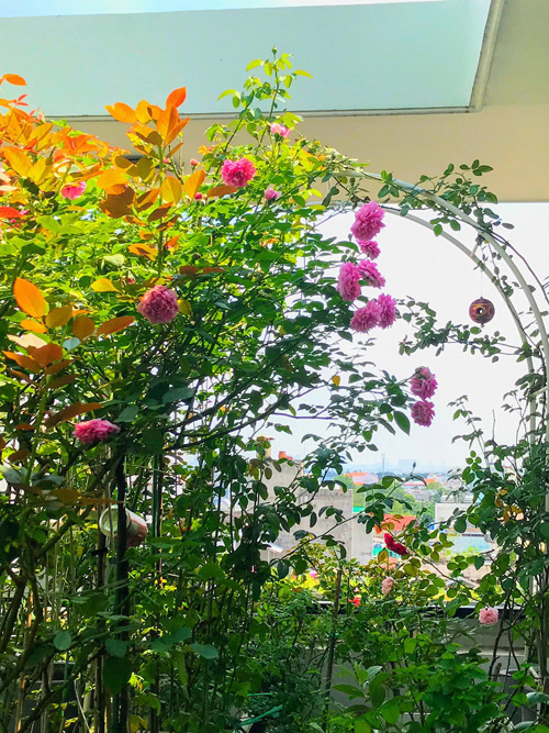 Vườn sân thượng quanh năm nở hoa của mẹ Sài Gòn - Ảnh 4.