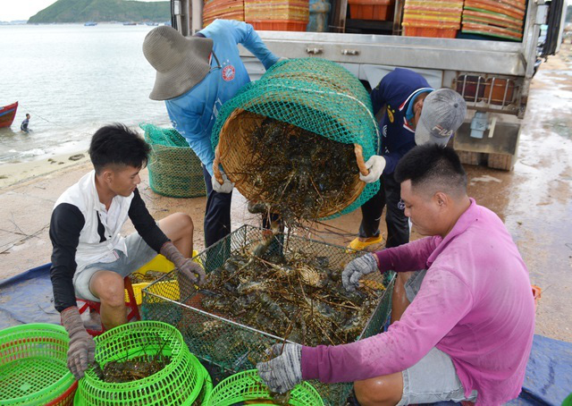 Đại nạn tôm hùm: 1 năm 3 đợt rớt giá, rồi chết trắng mất tiền tỷ - Ảnh 1.