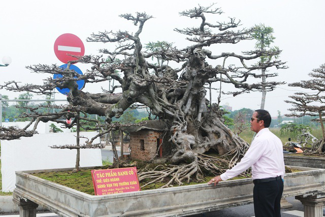 Đã mắt với vẻ kỳ quái, hầm hố của siêu cây, trả bao nhiêu cũng không bán - Ảnh 2.