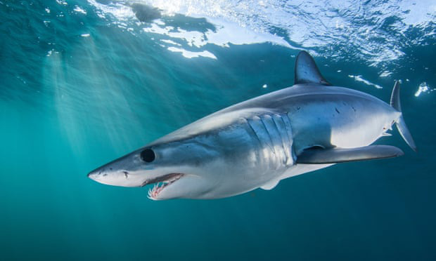 Loài cá mập nhanh nhất thế giới đang lâm nguy - Ảnh 1.