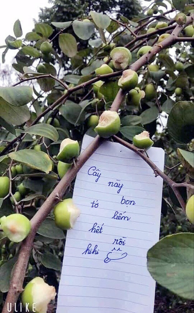 Vườn táo ở Hà Nội nham nhở vì khách tham quan ý thức kém - Ảnh 3.