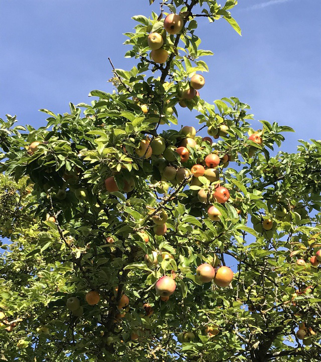Trang trại trăm loại cây trái trĩu trịt quả của cặp vợ chồng Pháp - Việt - Ảnh 13.