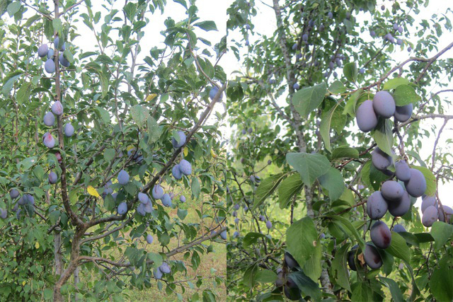 Trang trại trăm loại cây trái trĩu trịt quả của cặp vợ chồng Pháp - Việt - Ảnh 5.