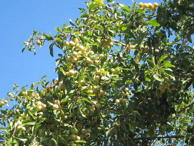 Trang trại trăm loại cây trái trĩu trịt quả của cặp vợ chồng Pháp - Việt - Ảnh 8.