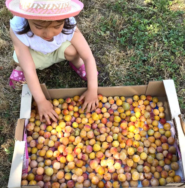 Trang trại trăm loại cây trái trĩu trịt quả của cặp vợ chồng Pháp - Việt - Ảnh 9.