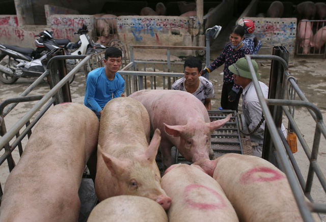 Giá lợn hơi “phi mã”, sẽ chạm ngưỡng 80.000 đồng/kg dịp cận Tết Nguyên đán? - Ảnh 3.