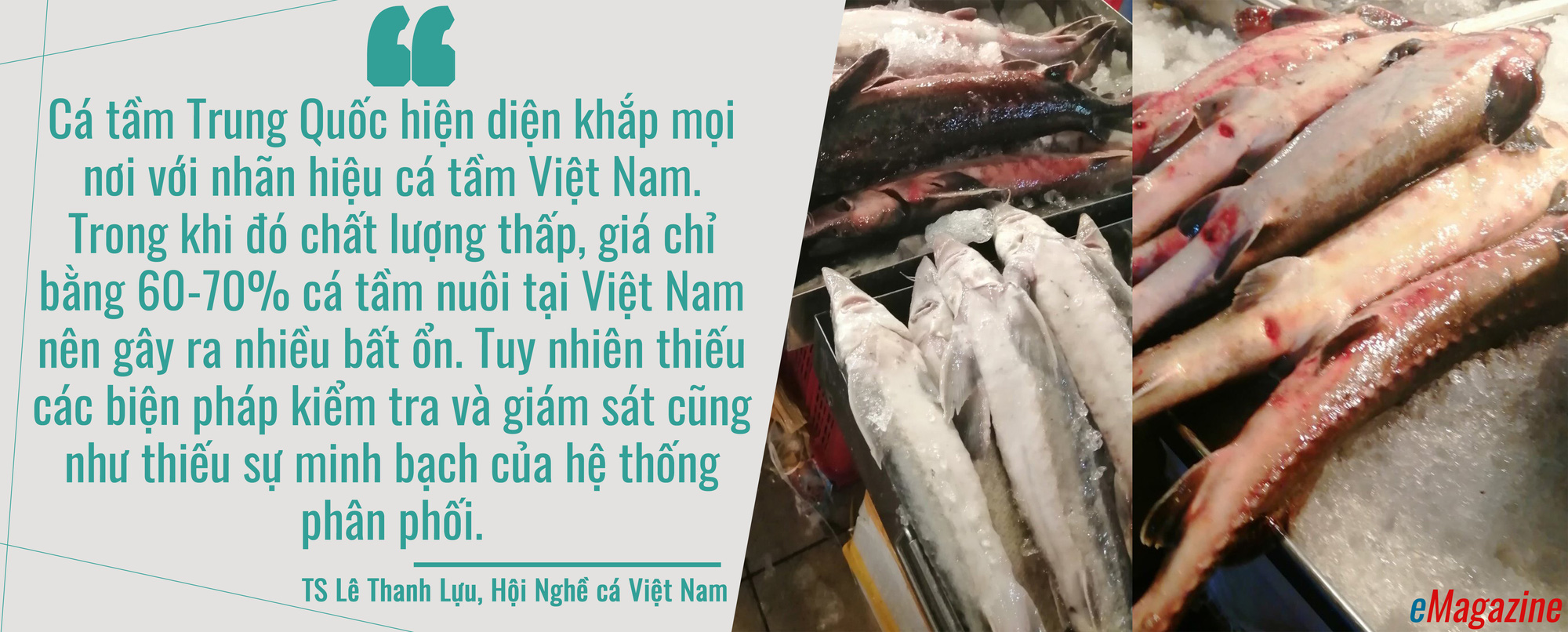 Doanh nghiệp trong nước “khóc ròng” vì cá tầm Trung Quốc bán… quá rẻ - Ảnh 8.