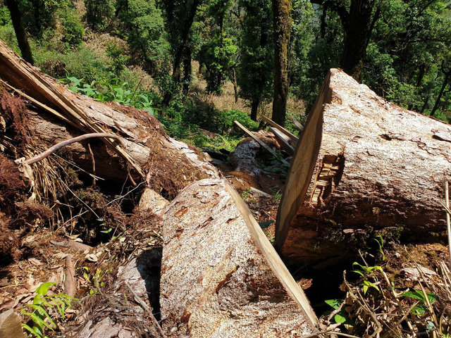 Yên Bái: Kỷ luật hàng loạt cán bộ vụ rừng Khu bảo tồn “chảy máu” - Ảnh 2.