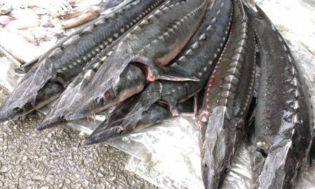 Tác hại khi ăn cá tầm nhập lậu từ Trung Quốc - Ảnh 1.