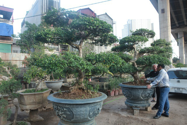 Cận cảnh những lão ngâu bonsai hiếm có, giá trăm triệu đồng không bán - Ảnh 1.
