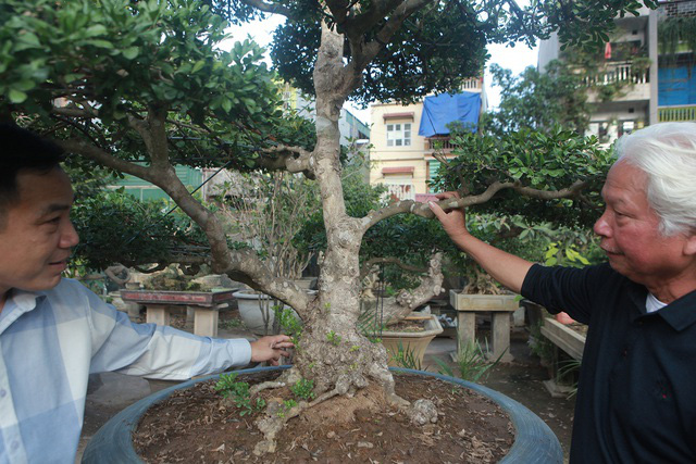 Cận cảnh những lão ngâu bonsai hiếm có, giá trăm triệu đồng không bán - Ảnh 2.