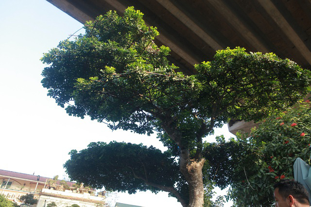 Cận cảnh những lão ngâu bonsai hiếm có, giá trăm triệu đồng không bán - Ảnh 11.