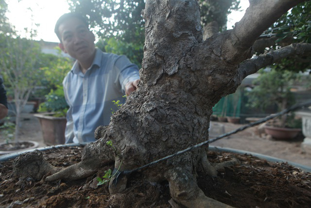 Cận cảnh những lão ngâu bonsai hiếm có, giá trăm triệu đồng không bán - Ảnh 3.