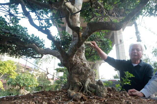 Cận cảnh những lão ngâu bonsai hiếm có, giá trăm triệu đồng không bán - Ảnh 4.