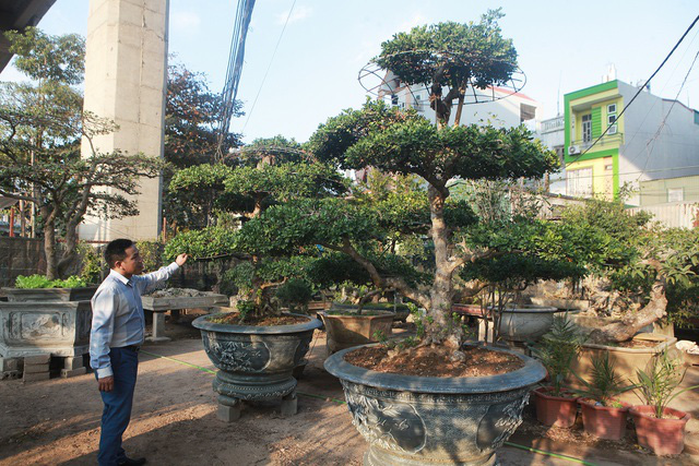 Cận cảnh những lão ngâu bonsai hiếm có, giá trăm triệu đồng không bán - Ảnh 6.