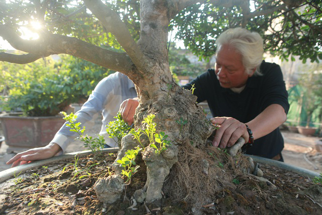 Cận cảnh những lão ngâu bonsai hiếm có, giá trăm triệu đồng không bán - Ảnh 7.