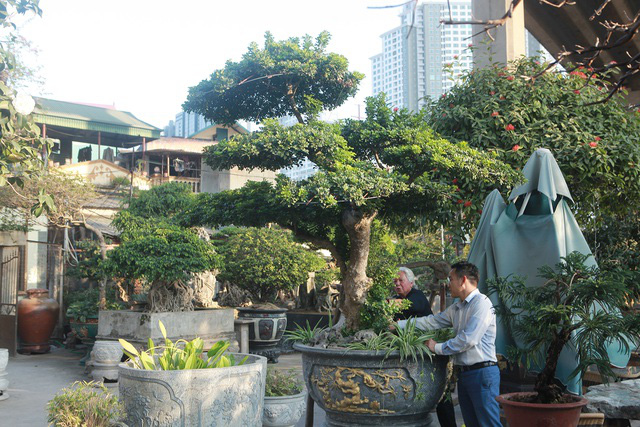 Cận cảnh những lão ngâu bonsai hiếm có, giá trăm triệu đồng không bán - Ảnh 8.