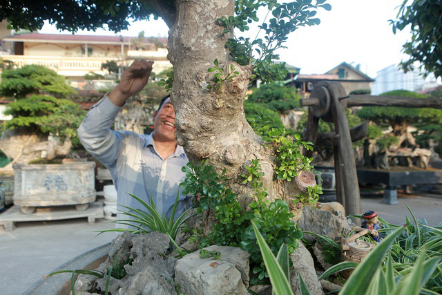Cận cảnh những lão ngâu bonsai hiếm có, giá trăm triệu đồng không bán - Ảnh 10.