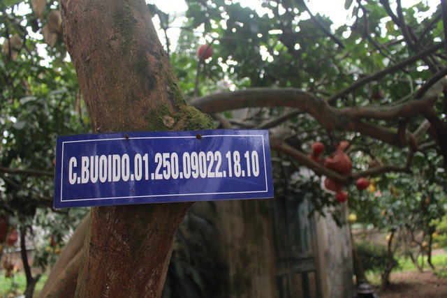 Cụ bưởi đỏ 60 tuổi ở Hà Nội được đeo mã số, mỗi năm ra 400 quả trĩu trịt - Ảnh 1.