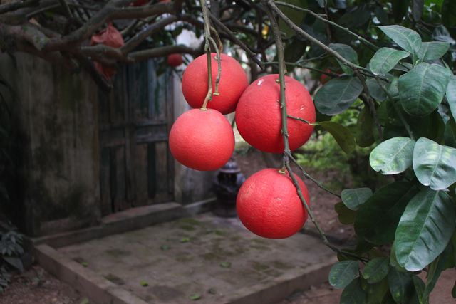Cụ bưởi đỏ 60 tuổi ở Hà Nội được đeo mã số, mỗi năm ra 400 quả trĩu trịt - Ảnh 2.