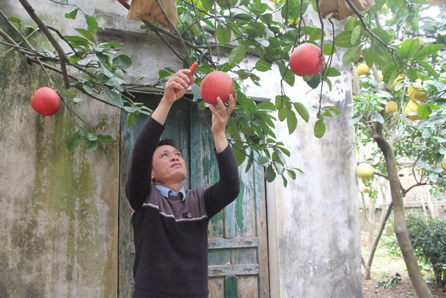 Cụ bưởi đỏ 60 tuổi ở Hà Nội được đeo mã số, mỗi năm ra 400 quả trĩu trịt - Ảnh 4.