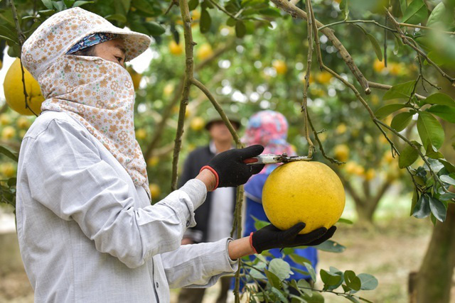 Anh nông dân thu 5 tỷ đồng mỗi năm nhờ 3.000 gốc bưởi Diễn - Ảnh 4.