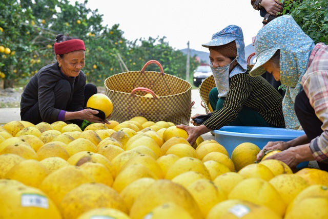 Anh nông dân thu 5 tỷ đồng mỗi năm nhờ 3.000 gốc bưởi Diễn - Ảnh 5.