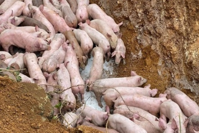 Triệu tập người đàn ông vứt bỏ đàn lợn 83 con nghi nhiễm bệnh bên ven đường - Ảnh 1.