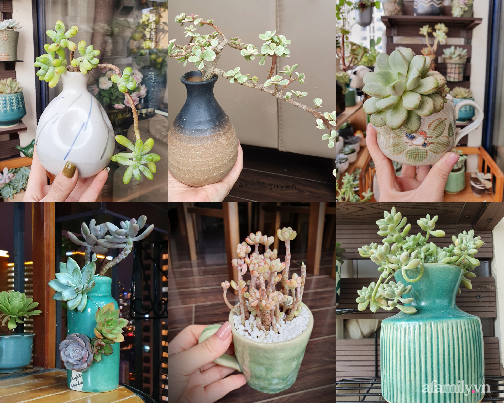 Ban công 6m² đẹp bình dị của chủ nhân dành tình yêu đặc biệt cho sen đá ở Hà Nội - Ảnh 20. Ban công 6m² đẹp bình dị của chủ nhân dành tình yêu đặc biệt cho sen đá ở Hà Nội - Ảnh 20.