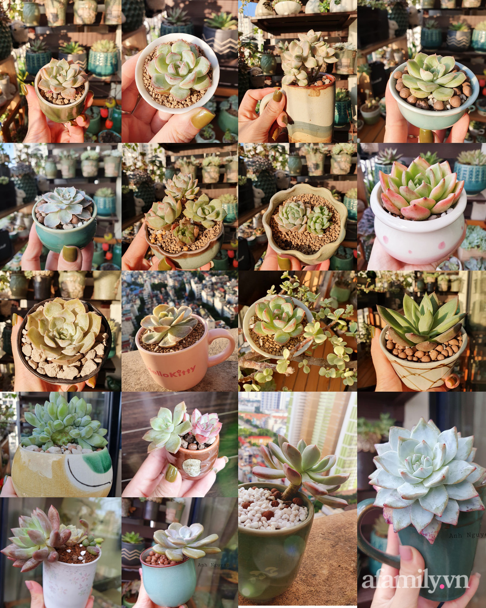 Ban công 6m² đẹp bình dị của chủ nhân dành tình yêu đặc biệt cho sen đá ở Hà Nội - Ảnh 21. Ban công 6m² đẹp bình dị của chủ nhân dành tình yêu đặc biệt cho sen đá ở Hà Nội - Ảnh 21.