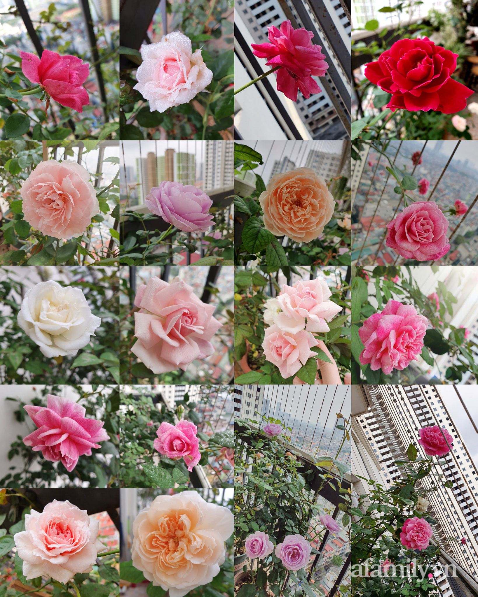 Ban c&ocirc;ng 6m&sup2; đẹp b&igrave;nh dị của chủ nh&acirc;n d&agrave;nh t&igrave;nh y&ecirc;u đặc biệt cho sen đ&aacute; ở H&agrave; Nội - Ảnh 23.