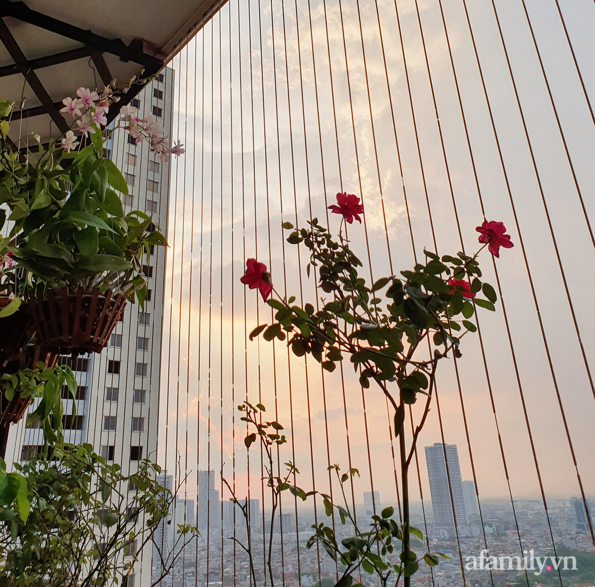 Ban công 6m² đẹp bình dị của chủ nhân dành tình yêu đặc biệt cho sen đá ở Hà Nội - Ảnh 25. Ban công 6m² đẹp bình dị của chủ nhân dành tình yêu đặc biệt cho sen đá ở Hà Nội - Ảnh 25.