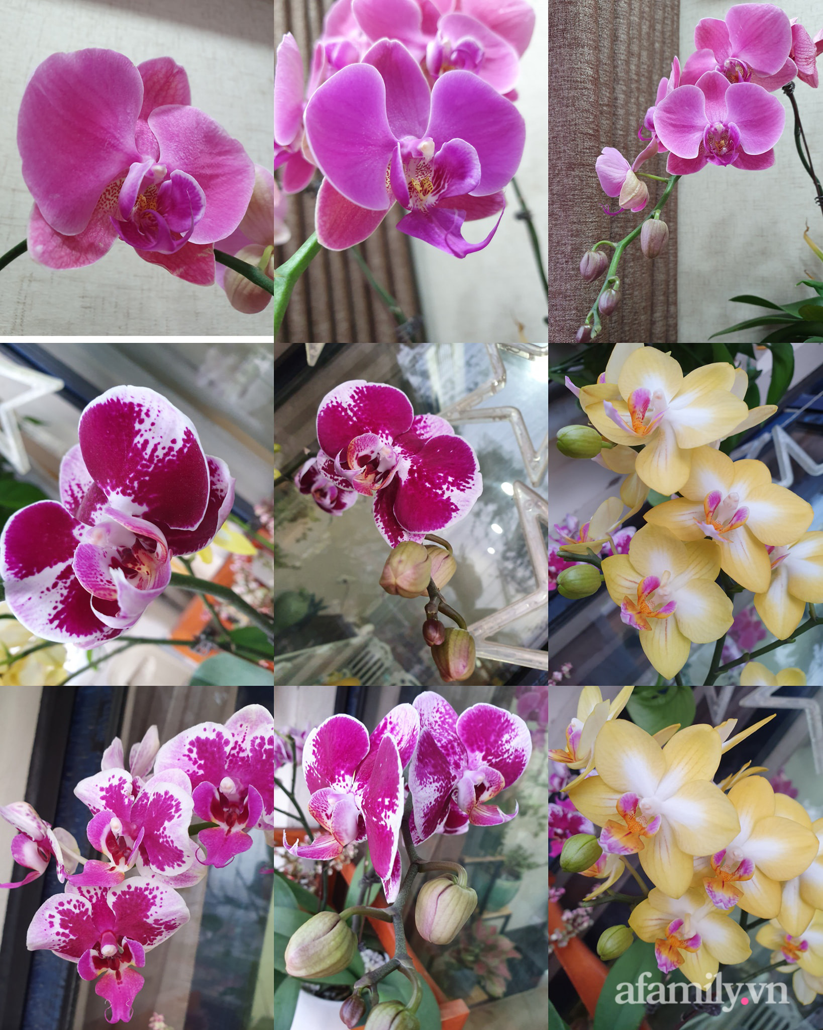 Ban công 6m² đẹp bình dị của chủ nhân dành tình yêu đặc biệt cho sen đá ở Hà Nội - Ảnh 26. Ban công 6m² đẹp bình dị của chủ nhân dành tình yêu đặc biệt cho sen đá ở Hà Nội - Ảnh 26.