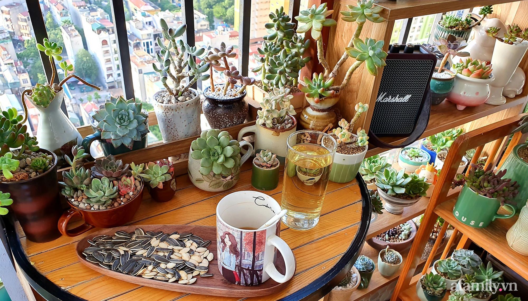 Ban công 6m² đẹp bình dị của chủ nhân dành tình yêu đặc biệt cho sen đá ở Hà Nội - Ảnh 4. Ban công 6m² đẹp bình dị của chủ nhân dành tình yêu đặc biệt cho sen đá ở Hà Nội - Ảnh 4.